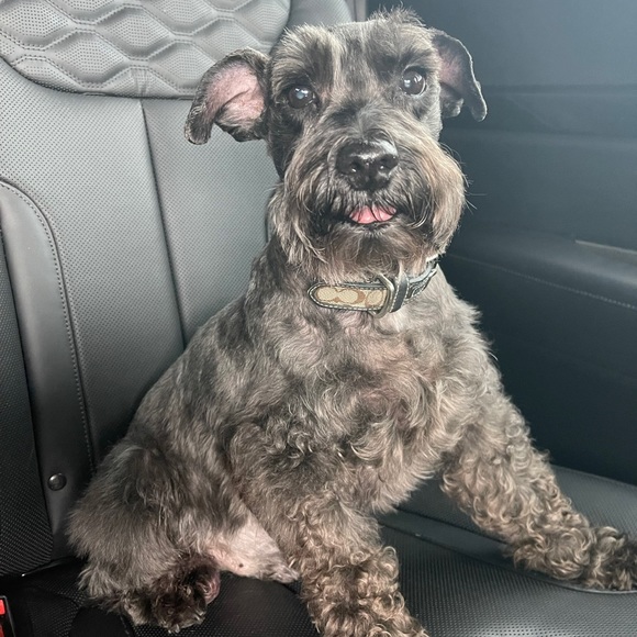 MEET YOUR POSHER - Picture 4 of 5